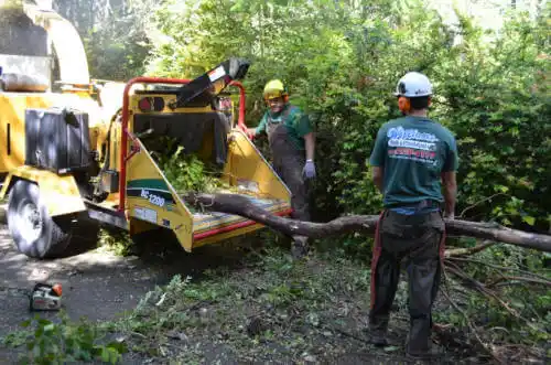 tree services Coachella